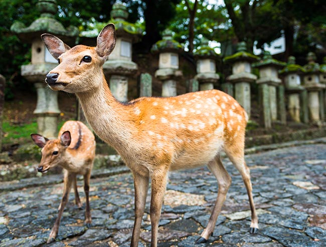 Deer and baby