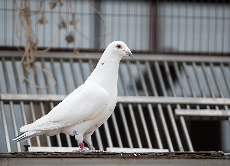 Pigeon on rooftop