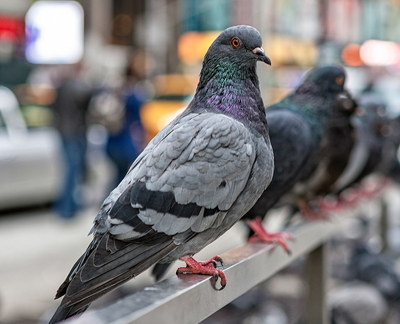 Pigeon Perched