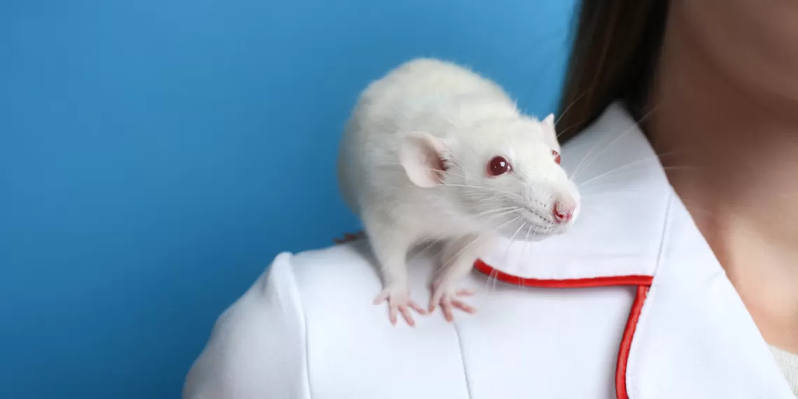 Lab rat on scientist's shoulder