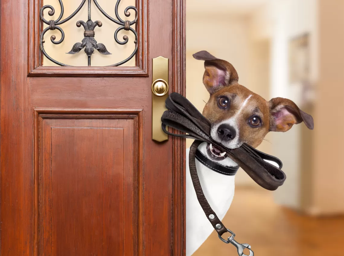 A dog holding a leash looking around an open front door