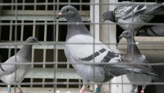 Pigeons Skinner Box