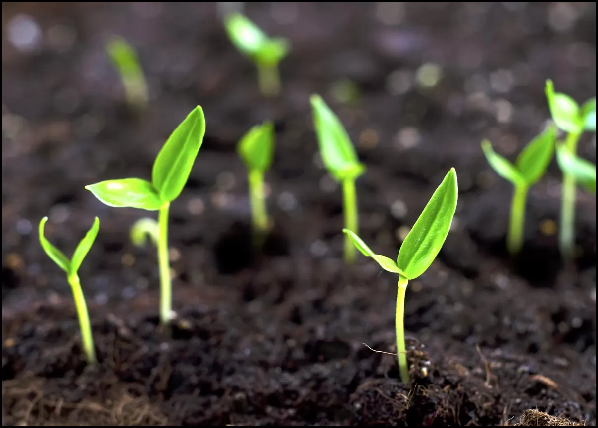 Plants sprouting out of the soil