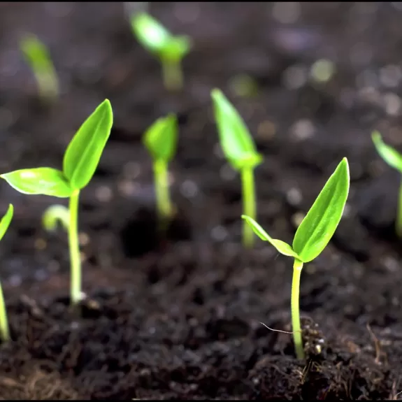 Plants sprouting out of the soil